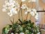 Como montar arranjos florais incríveis para presentear no Dia das Mães